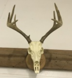 8 Pt. Indiana Deer Antlers/Skull