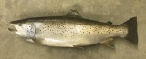 Brown Trout Fish Mount