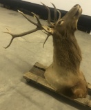 13 Point Elk Head Mount Southwest Mexico