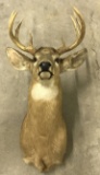 8 Point Indiana White Tail Deer Mount