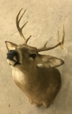 8 Point Indiana White Tail Deer Mount