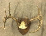 10 Point Indiana Deer Rack,