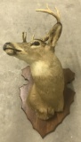 8 Point Indiana White Tail Deer Mount