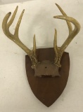 6 Pt. Indiana Deer Antlers