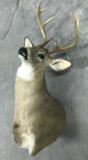 8 Point Indiana White Tail Deer Mount