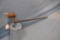 BAYONET