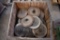 Box pallet of cast iron closing wheels