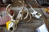 Assorted deer antlers