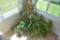 Collection of house plants