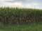 Tract 1 - 81.38 Surveyed Acres