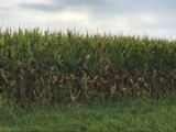 Tract 1 - 81.38 Surveyed Acres