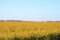 Tract 3 - 139.8 Surveyed Acres