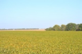 Tract 2 - 70.4 Surveyed Acres