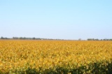 Tract 3 - 139.8 Surveyed Acres