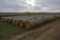 (20) large round bales of oat hay