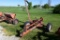 Allis-Chalmers 82T 7' pull-type sickle bar mower