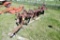 Allis-Chalmers 4-bottom plow