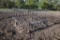 Tarter quare hay feeder