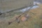 Walk behind potato plow