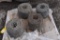 (4) Rolls of barb wire