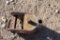 Wainroy quick tach bracket