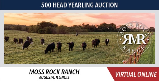 500 Head Yearling Auction - Moss Rock Ranch