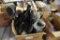 Large Quantity of Belt-Driven Fans