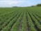 Tract 1 - 51.30 Surveyed Acres