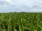 Tract 2 - 86.22 Surveyed Acres