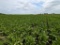Tract 3 - 111.58 Surveyed Acres