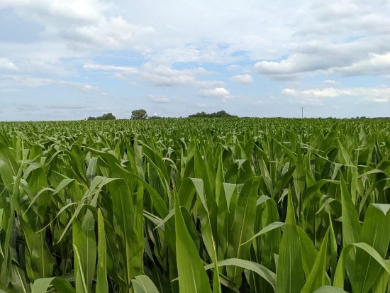 Tract 2 - 86.22 Surveyed Acres