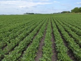 Tract 1 - 51.30 Surveyed Acres