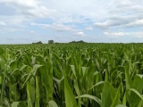 Tract 2 - 86.22 Surveyed Acres