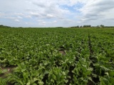 Tract 3 - 111.58 Surveyed Acres