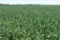 Tract 1 - 78.12 Acres
