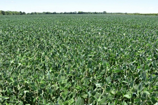 Tract 1 - 78.12 Acres