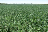 Tract 1 - 78.12 Acres