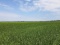 TRACT 3 - 202 ACRES+/-