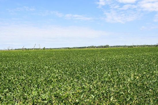 TRACT 1 - 130 ACRES+/-