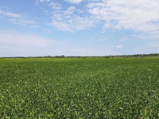 TRACT 3 - 202 ACRES+/-