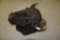 Large Buffalo Head