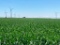 TRACT 9 - 78.49 SURVEYED ACRES