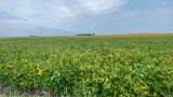Tract 1 - 153.69 Surveyed Acres