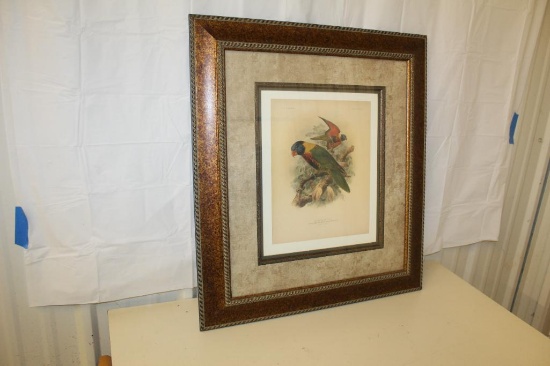 Rosenberg's Lory Trichoglossus Rosenbergii Print