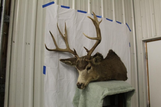 13 Point Deer Shoulder Mount
