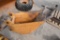 Case 16