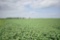 TRACT 1 - 71.02 SURVEYED ACRES