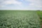 TRACT 2 - 78.59 SURVEYED ACRES