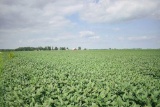 TRACT 1 - 71.02 SURVEYED ACRES