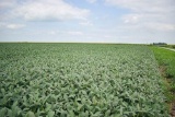 TRACT 2 - 78.59 SURVEYED ACRES